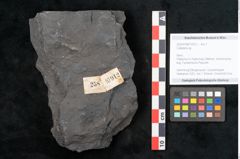 Foto (Objekt + Etikett) von Callipteris sp.  (NHMW-GEO-2024-0188-10912)